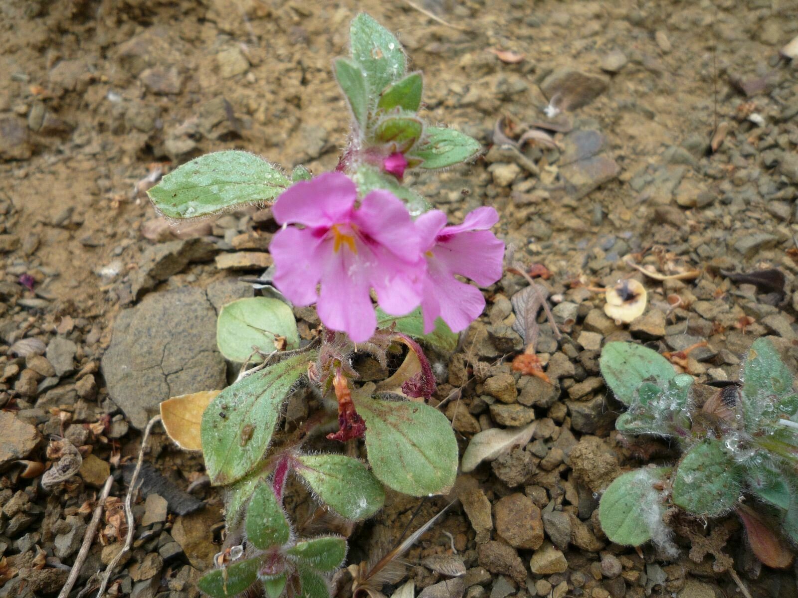 High Resolution Diplacus bigelovii Flower